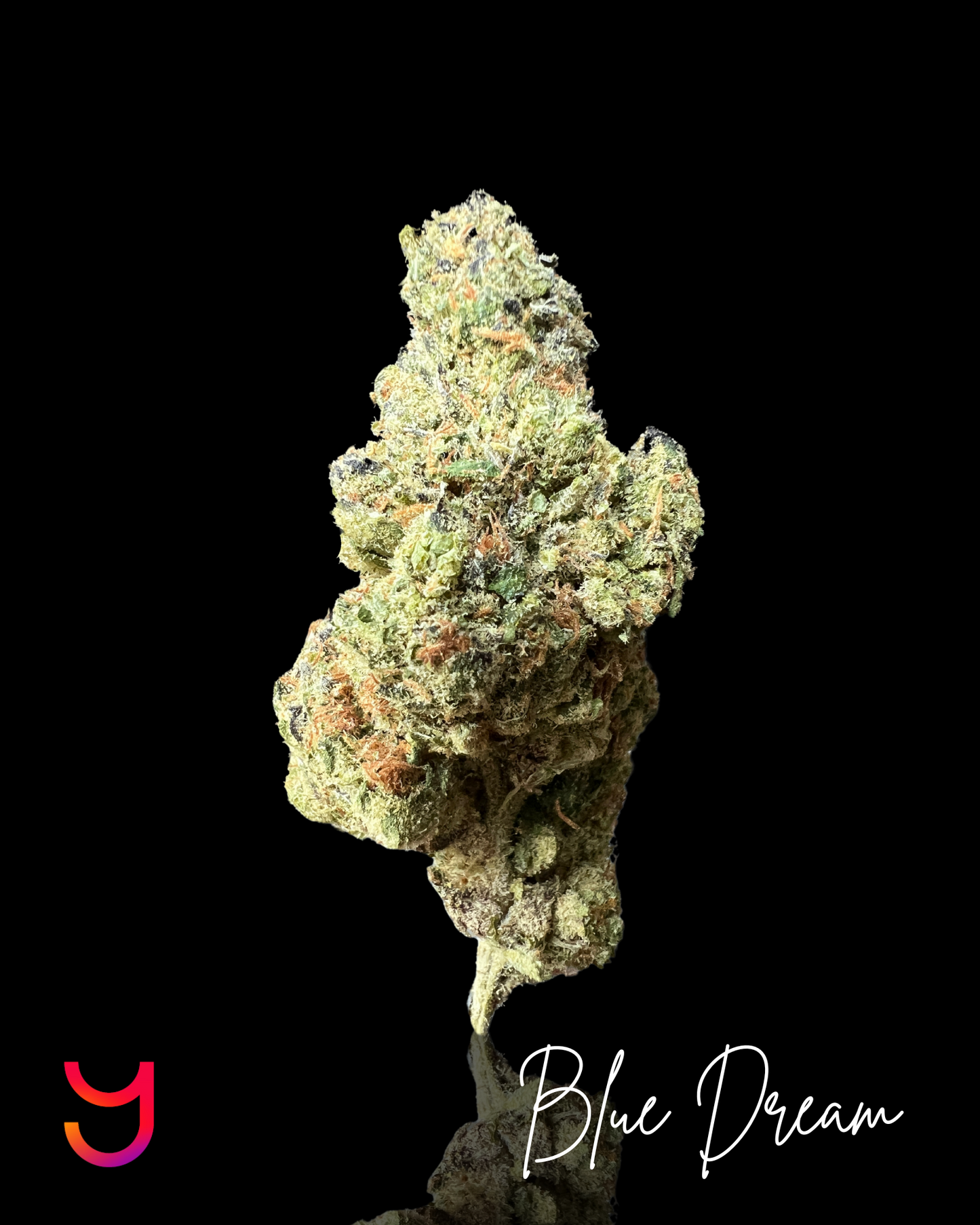 Blue Dream THCa Cannabis Flower by YAGA Farms - premium hybrid sativa-dominant strain with 27.18% THCa, showcasing dense, frosty buds with vibrant hues.