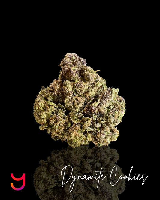 Close-up of YAGA Farms' Dynamite Cookies THCa bud showcasing its expansive, well-formed structure with a light, open appearance, vibrant colors, and rich trichome coverage.