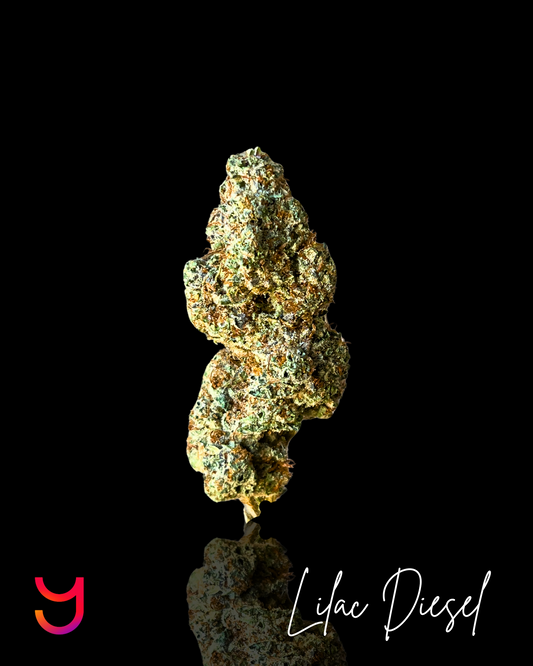 Lilac Diesel THCa Flower by YAGA Farms – dense, teardrop-shaped buds with deep green and dark purple tones, vibrant orange pistils, and a frosty trichome finish.