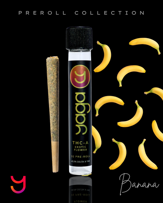 YAGA Banana Preroll – 1g indica OG Kush preroll infused with live resin banana terpenes. 33% THCa, smooth tropical flavor with jungle florals and kush base.