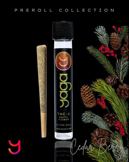 YAGA Cedar Berry Preroll – 1g hybrid Citrus Berry Gas THCa flower infused with earthy, woody, citrus, and spice notes. 34% THCa, smooth and flavorful.