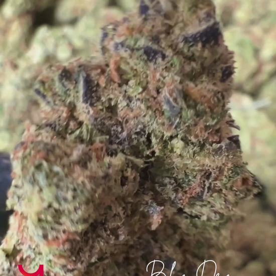 Close-up video of Blue Dream THCa flower from YAGA Farms - high-THCa, sativa-dominant hybrid with sweet blueberry aroma, earthy pine tones, and potent effects.