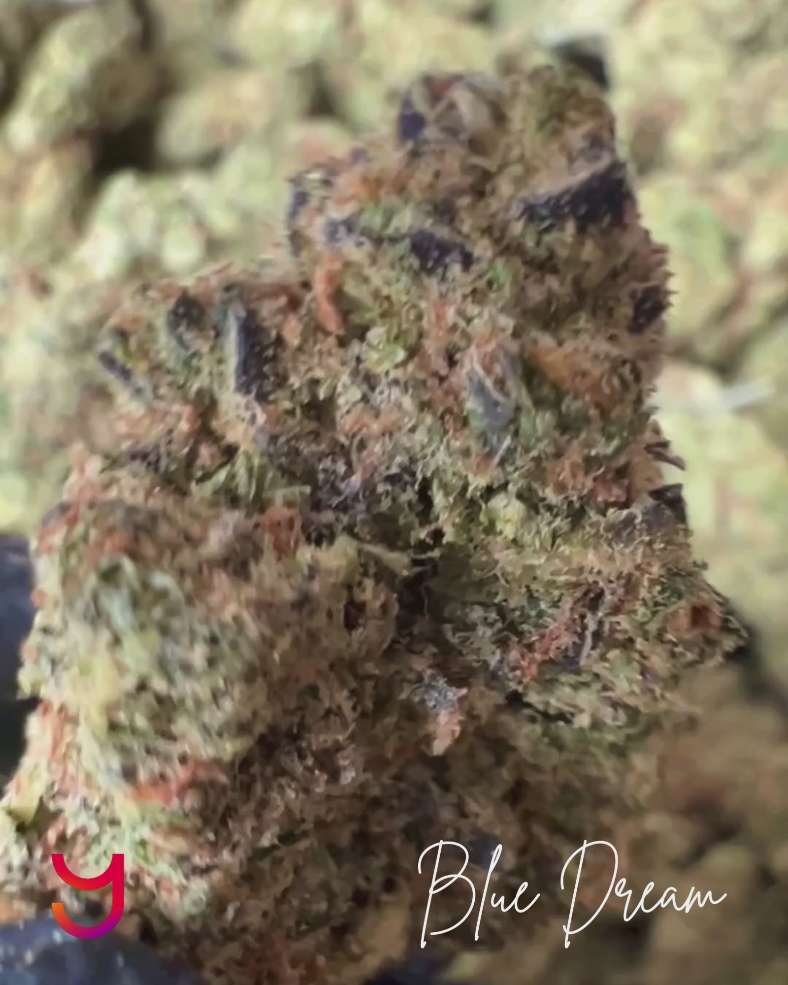 Close-up video of Blue Dream THCa flower from YAGA Farms - high-THCa, sativa-dominant hybrid with sweet blueberry aroma, earthy pine tones, and potent effects.