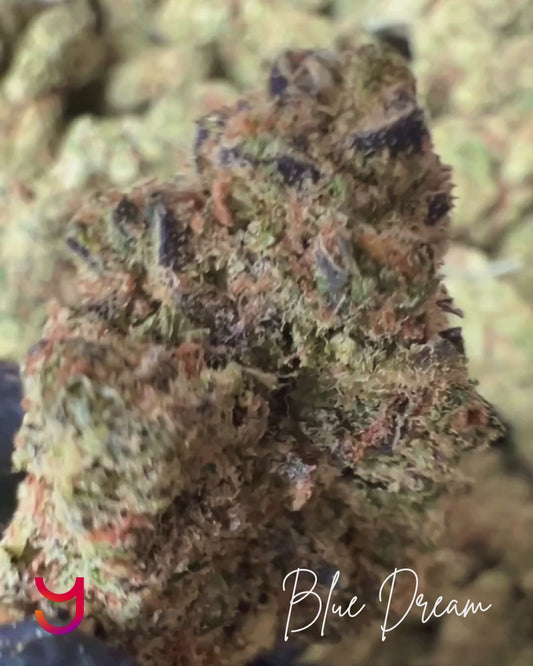 Blue Dream THCa Cannabis Flower by YAGA Farms - premium hybrid sativa-dominant strain with 27.18% THCa, showcasing dense, frosty buds with vibrant hues.