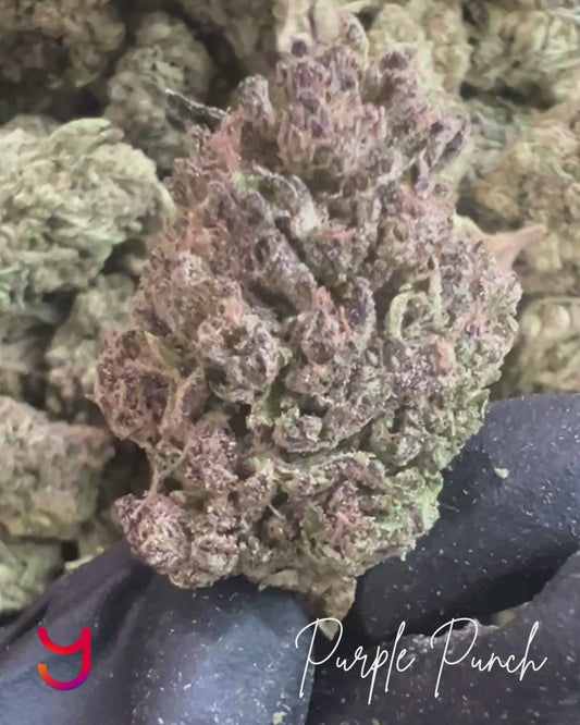 Experience YAGA Farms' Purple Punch THCa flower, a pure indica with sweet grape and berry flavors, soft springy buds, and relaxing effects. Premium quality and value, available in half-ounce and ounce options.