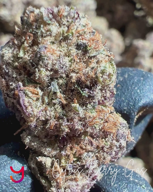 Close-up image of YAGA Farms Citrus Berry Gas bud showing deep green and rich purple hues, dense trichome coverage, and vibrant orange pistils.