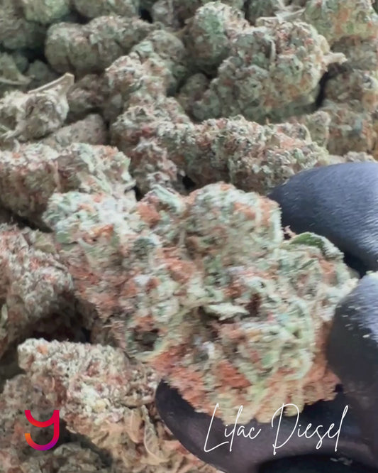 Lilac Diesel THCa Flower by YAGA Farms – dense, teardrop-shaped buds with deep green and dark purple tones, vibrant orange pistils, and a frosty trichome finish.